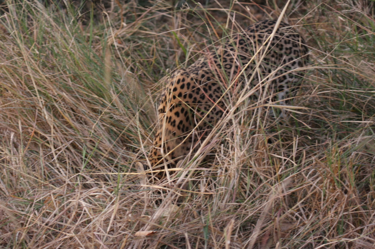 [22039] 2016_06_29_12_12_24_Africa_Canon_EOS_40D_IMG__11076.jpg