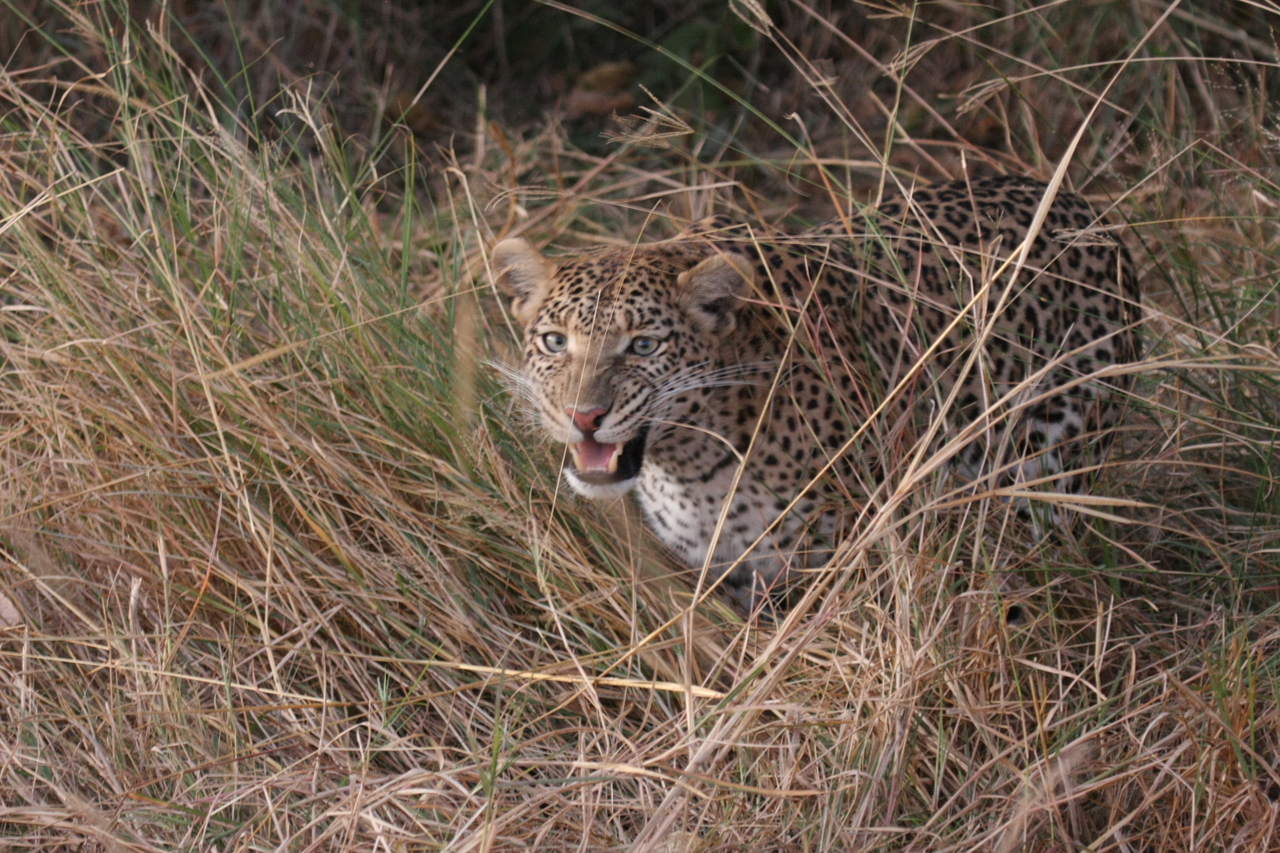 [22049] 2016_06_29_12_12_29_Africa_Canon_EOS_40D_IMG__00392.jpg