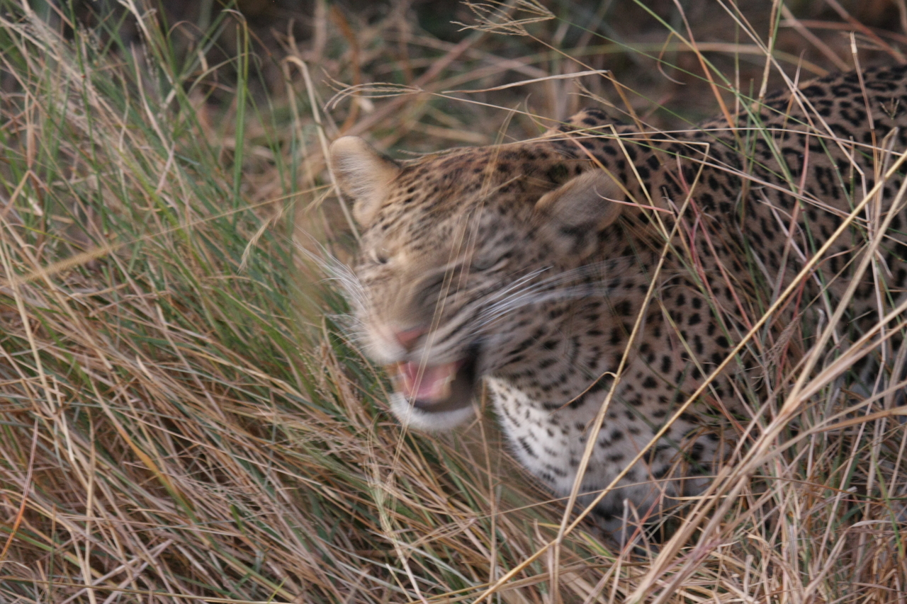 [22069] 2016_06_29_12_12_33_Africa_Canon_EOS_40D_IMG__11087.jpg