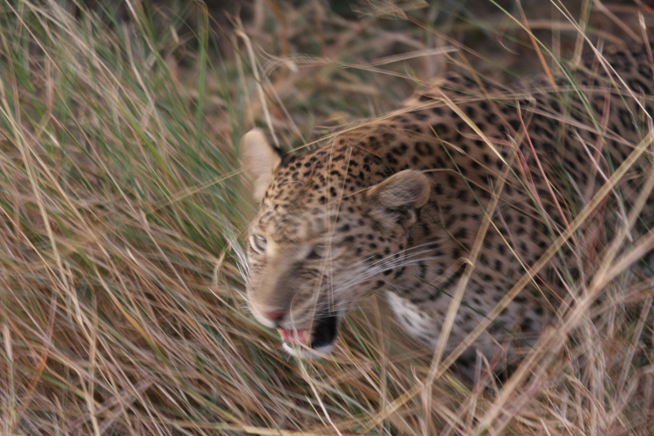 [22073] 2016_06_29_12_12_35_Africa_Canon_EOS_40D_IMG__00400.jpg