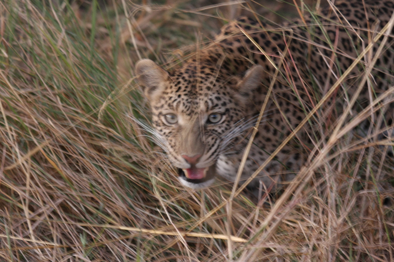 [22076] 2016_06_29_12_12_36_Africa_Canon_EOS_40D_IMG__00401.jpg