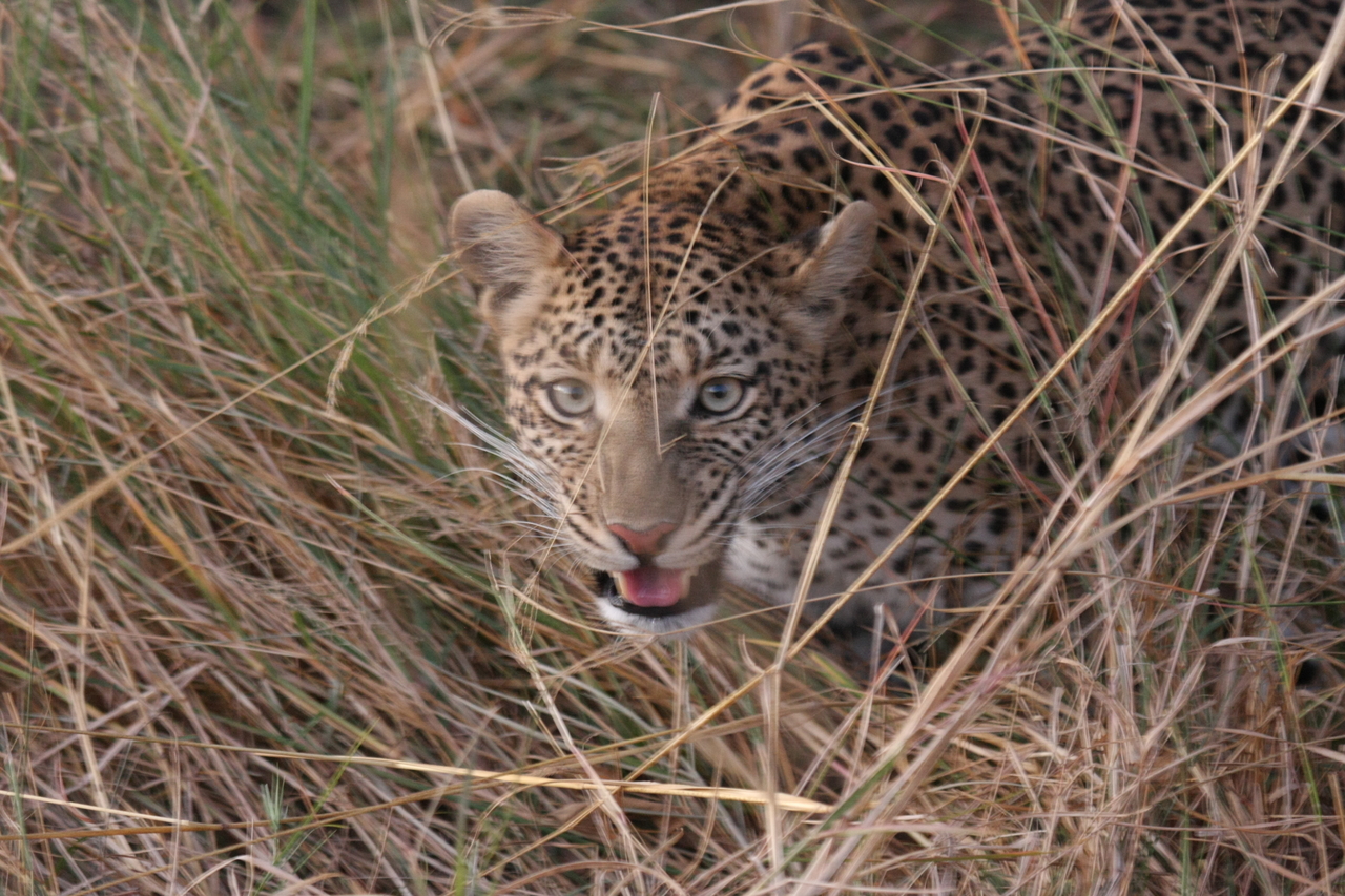 [22080] 2016_06_29_12_12_37_Africa_Canon_EOS_40D_IMG__00404.jpg