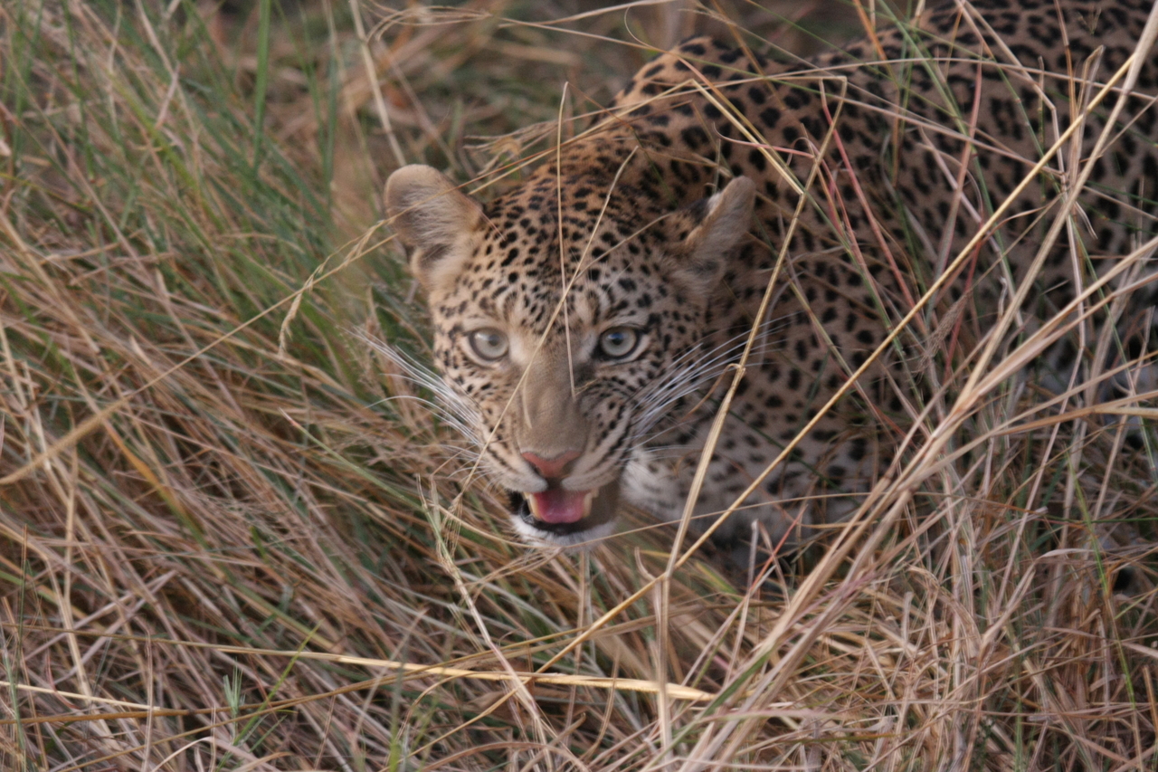 [22081] 2016_06_29_12_12_37_Africa_Canon_EOS_40D_IMG__03645.jpg