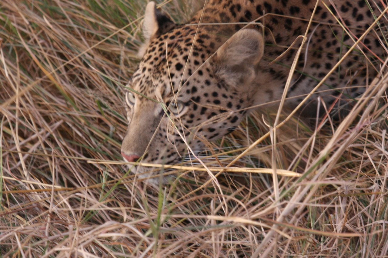 [22088] 2016_06_29_12_12_57_Africa_Canon_EOS_40D_IMG__00406.jpg