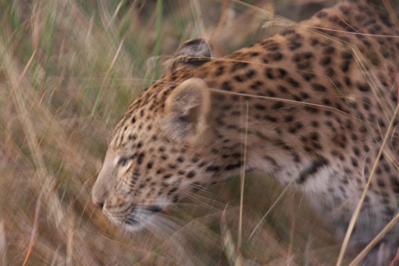 [22093] 2016_06_29_12_13_00_Africa_Canon_EOS_40D_IMG__11096.jpg