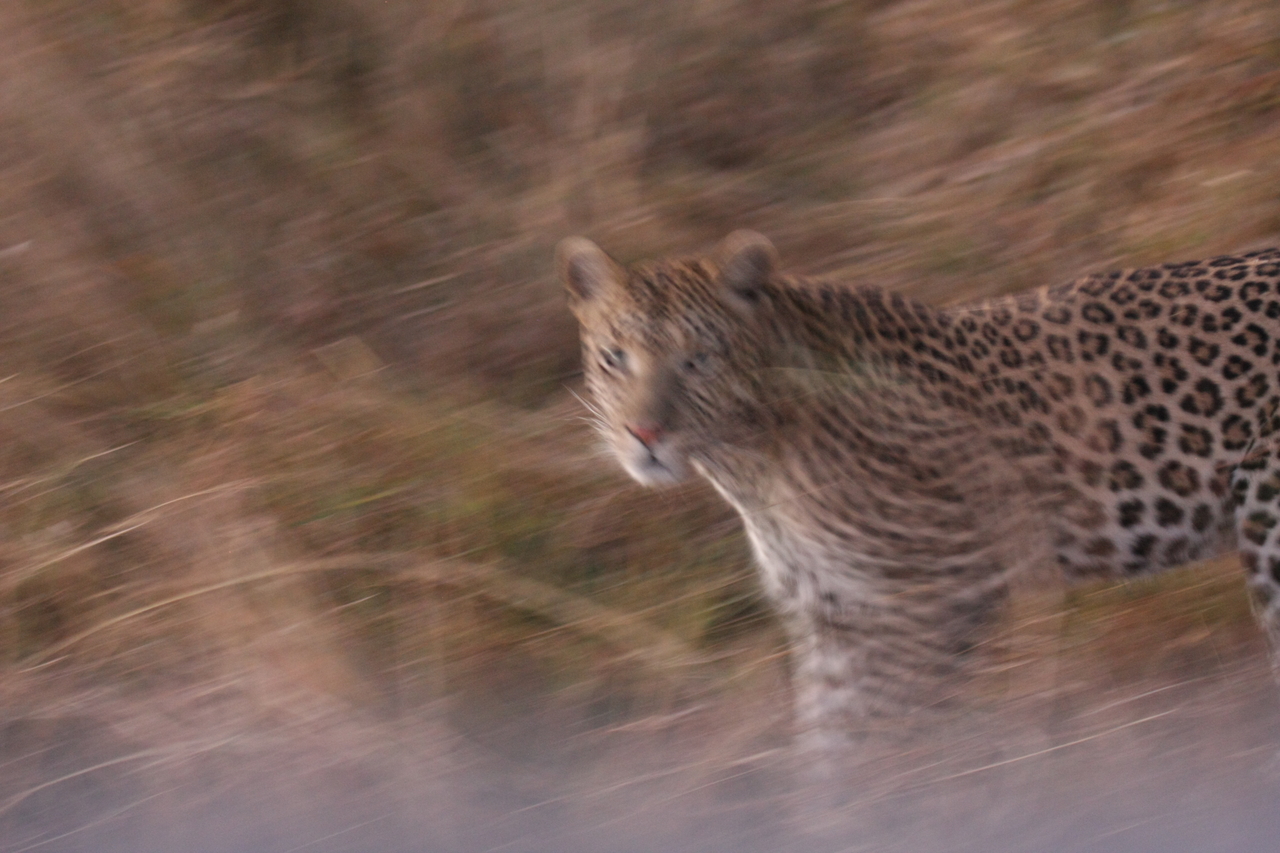 [22094] 2016_06_29_12_13_13_Africa_Canon_EOS_40D_IMG__00408.jpg