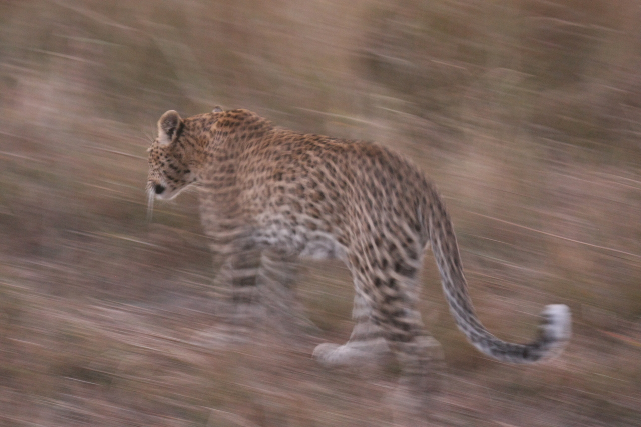 [22105] 2016_06_29_12_13_23_Africa_Canon_EOS_40D_IMG__11100.jpg