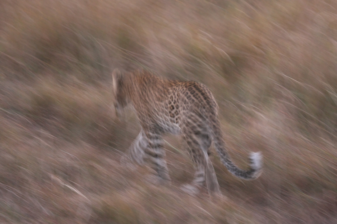 [22110] 2016_06_29_12_13_26_Africa_Canon_EOS_40D_IMG__03656.jpg