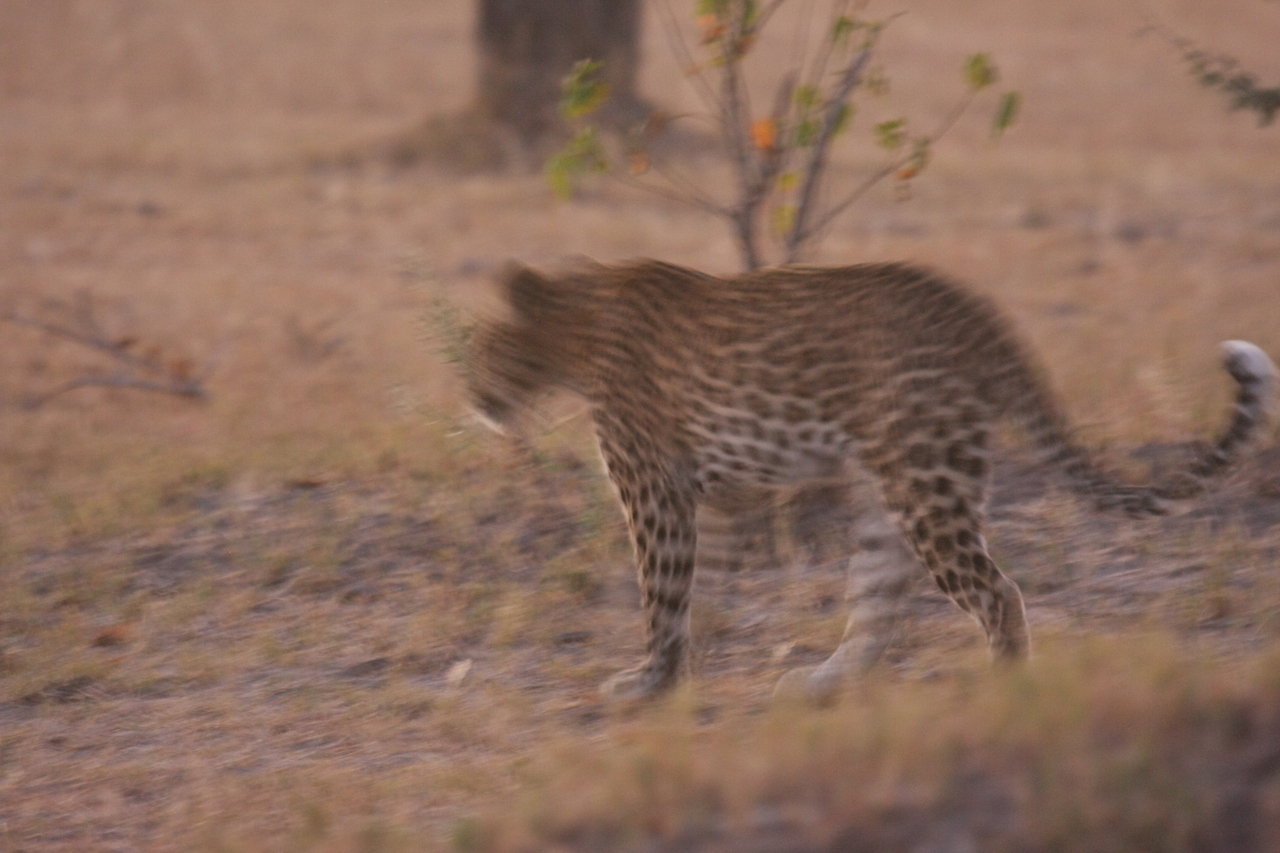 [22119] 2016_06_29_12_14_44_Africa_Canon_EOS_40D_IMG__03659.jpg