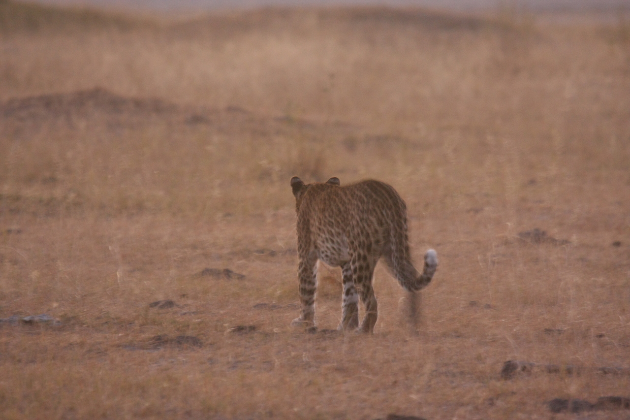 [22138] 2016_06_29_12_14_57_Africa_Canon_EOS_40D_IMG__11112.jpg