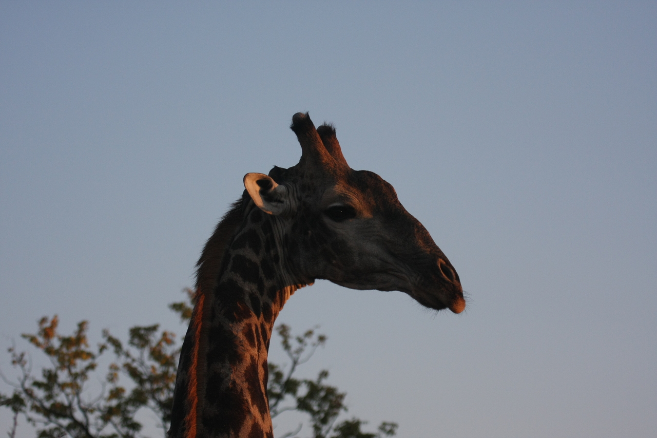 [22422] 2016_06_30_01_20_32_Africa_Canon_EOS_40D_IMG__11174.jpg