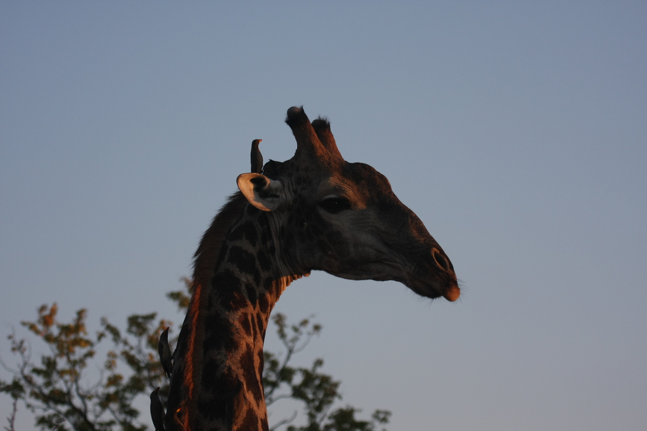 [22425] 2016_06_30_01_20_36_Africa_Canon_EOS_40D_IMG__03839.jpg