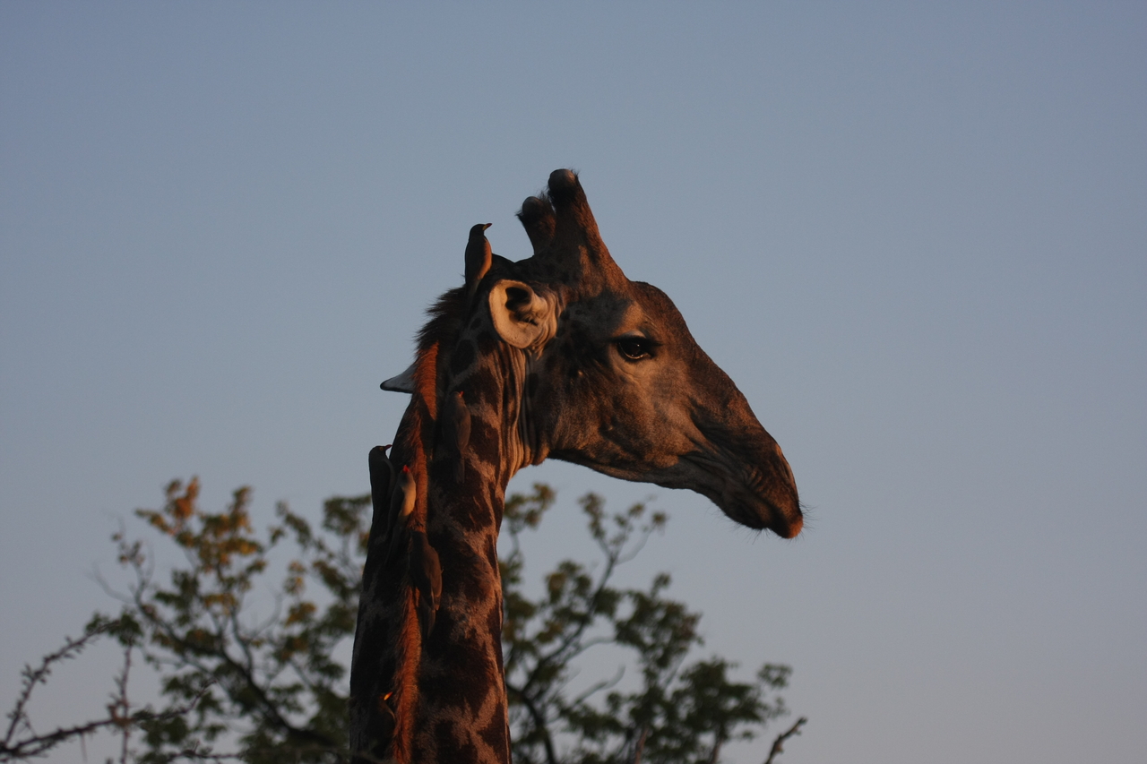 [22445] 2016_06_30_01_20_40_Africa_Canon_EOS_40D_IMG__03729.jpg