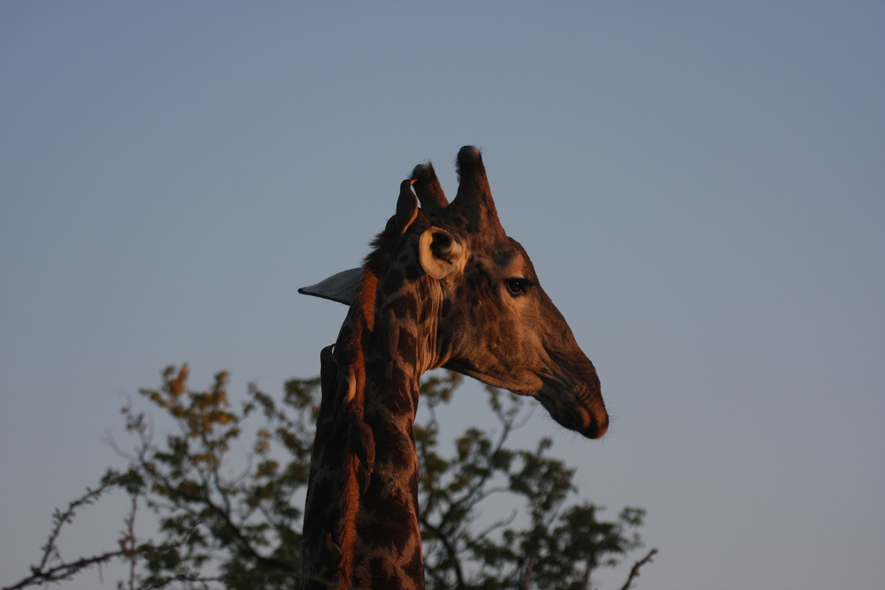 [22446] 2016_06_30_01_20_40_Africa_Canon_EOS_40D_IMG__04505.jpg