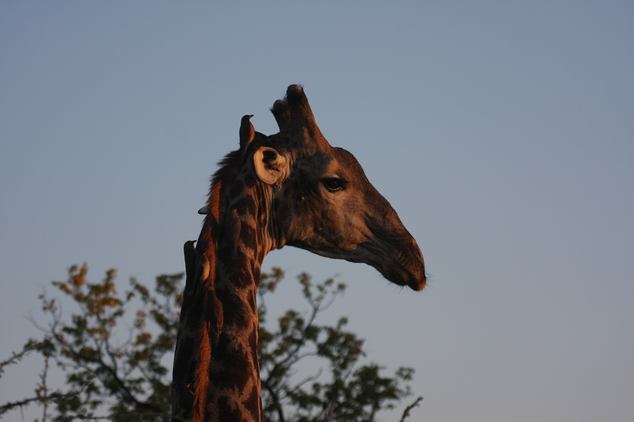 [22453] 2016_06_30_01_20_41_Africa_Canon_EOS_40D_IMG__03740.jpg