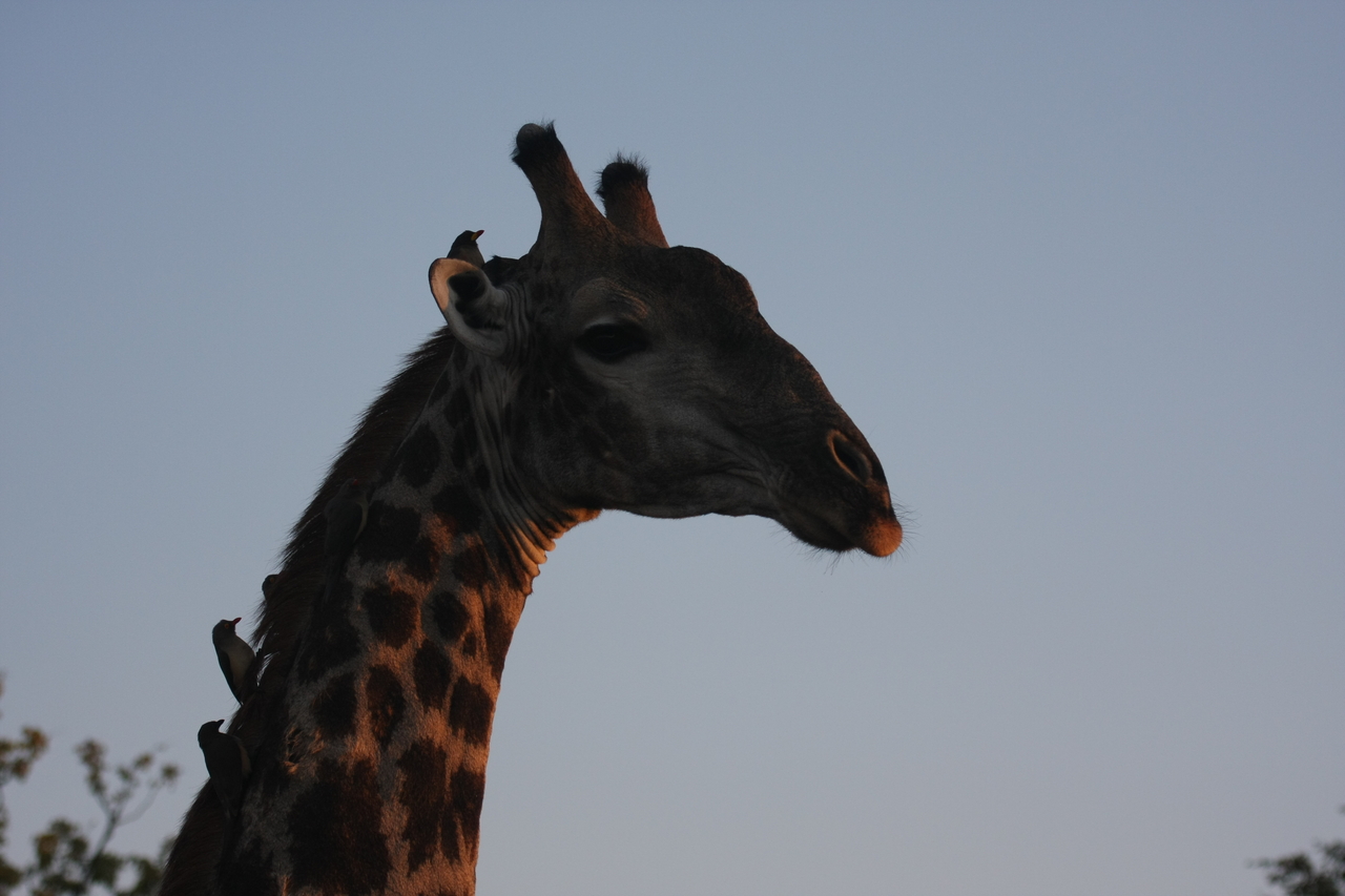 [22460] 2016_06_30_01_20_43_Africa_Canon_EOS_40D_IMG__00047.jpg