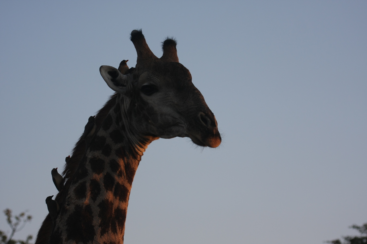 [22467] 2016_06_30_01_20_43_Africa_Canon_EOS_40D_IMG__11231.jpg