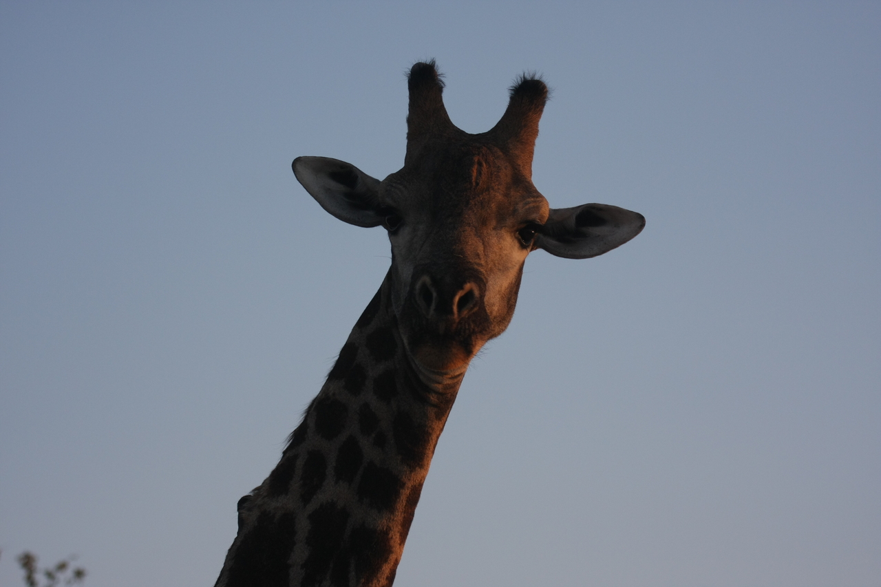 [22475] 2016_06_30_01_20_45_Africa_Canon_EOS_40D_IMG__00102.jpg