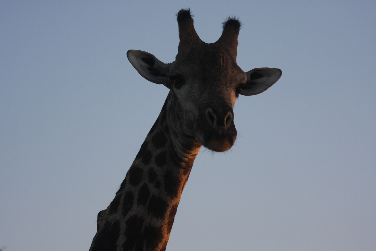 [22481] 2016_06_30_01_20_46_Africa_Canon_EOS_40D_IMG__00125.jpg