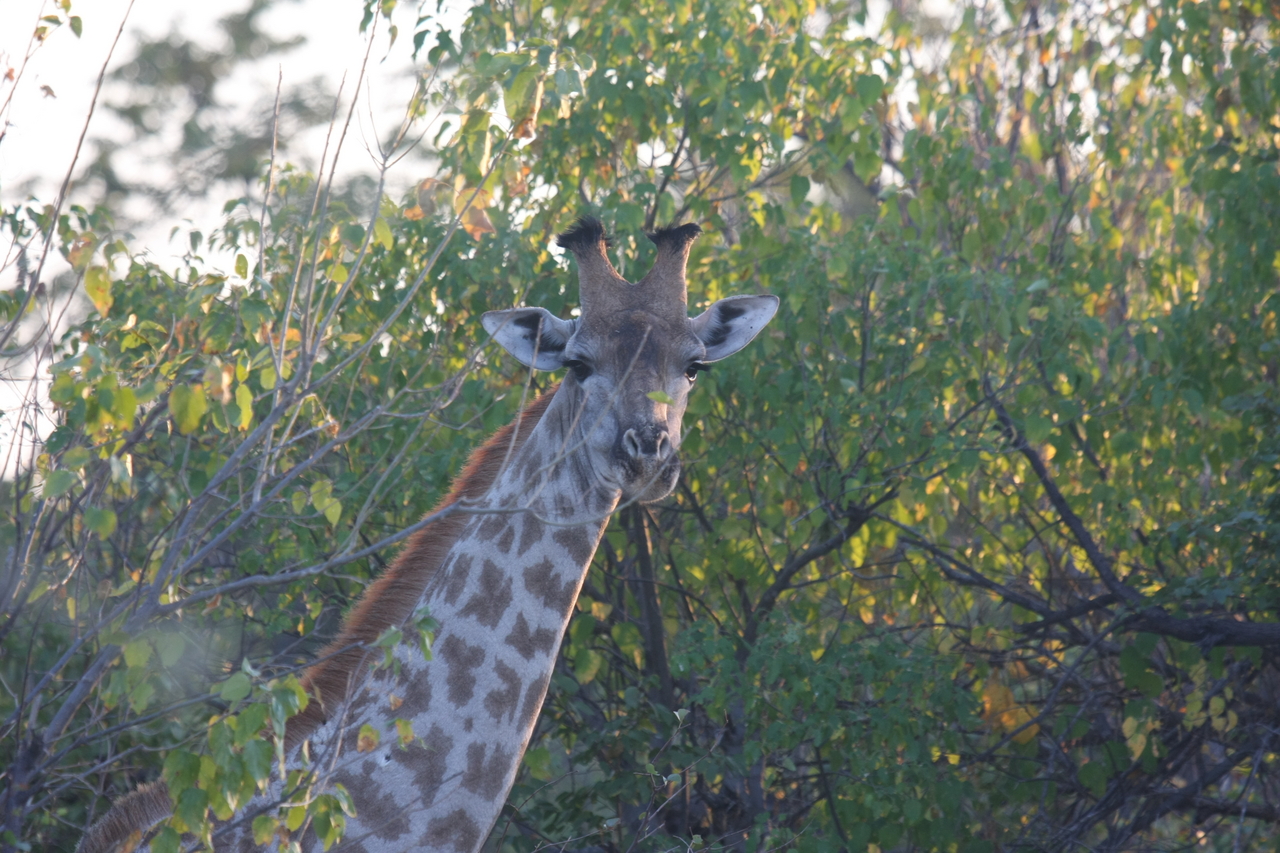 [22507] 2016_06_30_01_22_18_Africa_Canon_EOS_40D_IMG__11342.jpg