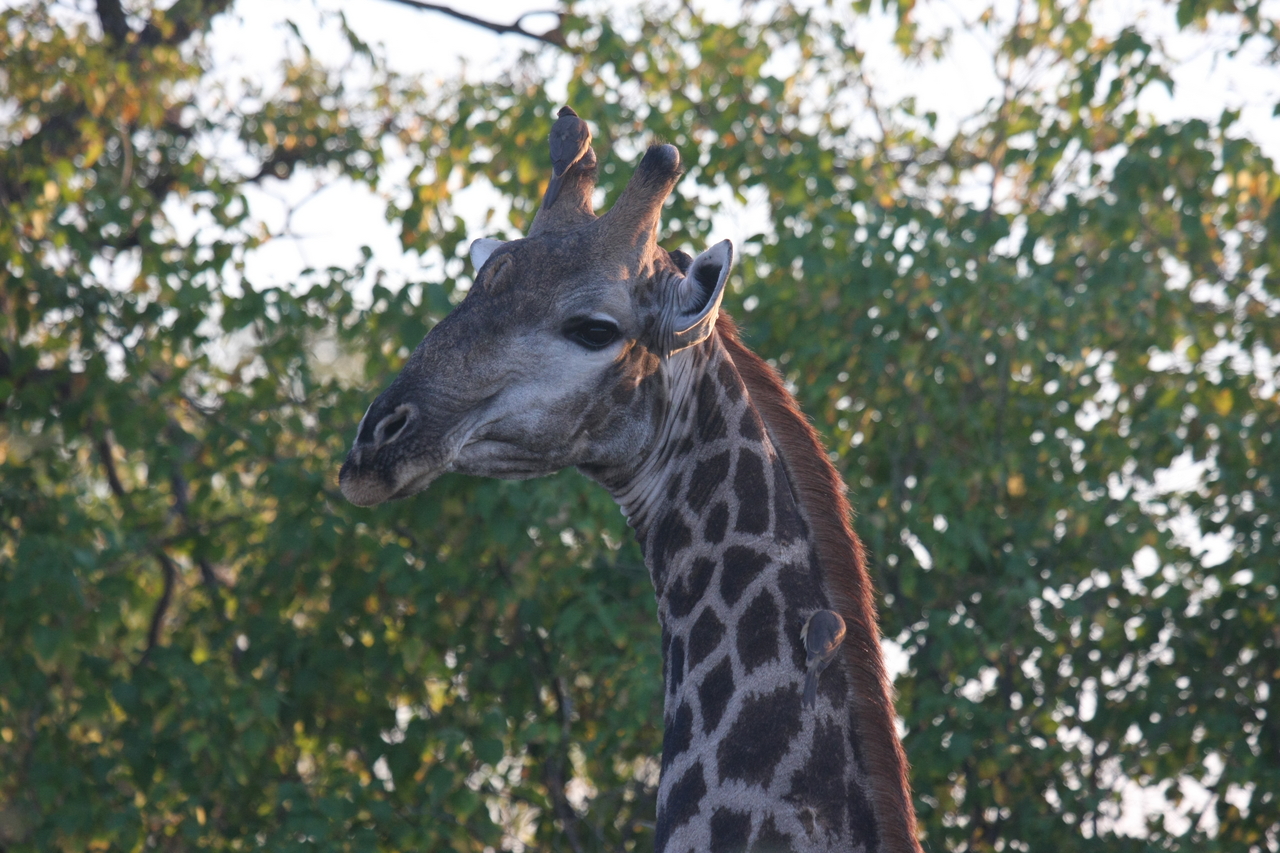 [22519] 2016_06_30_01_22_32_Africa_Canon_EOS_40D_IMG__00236.jpg