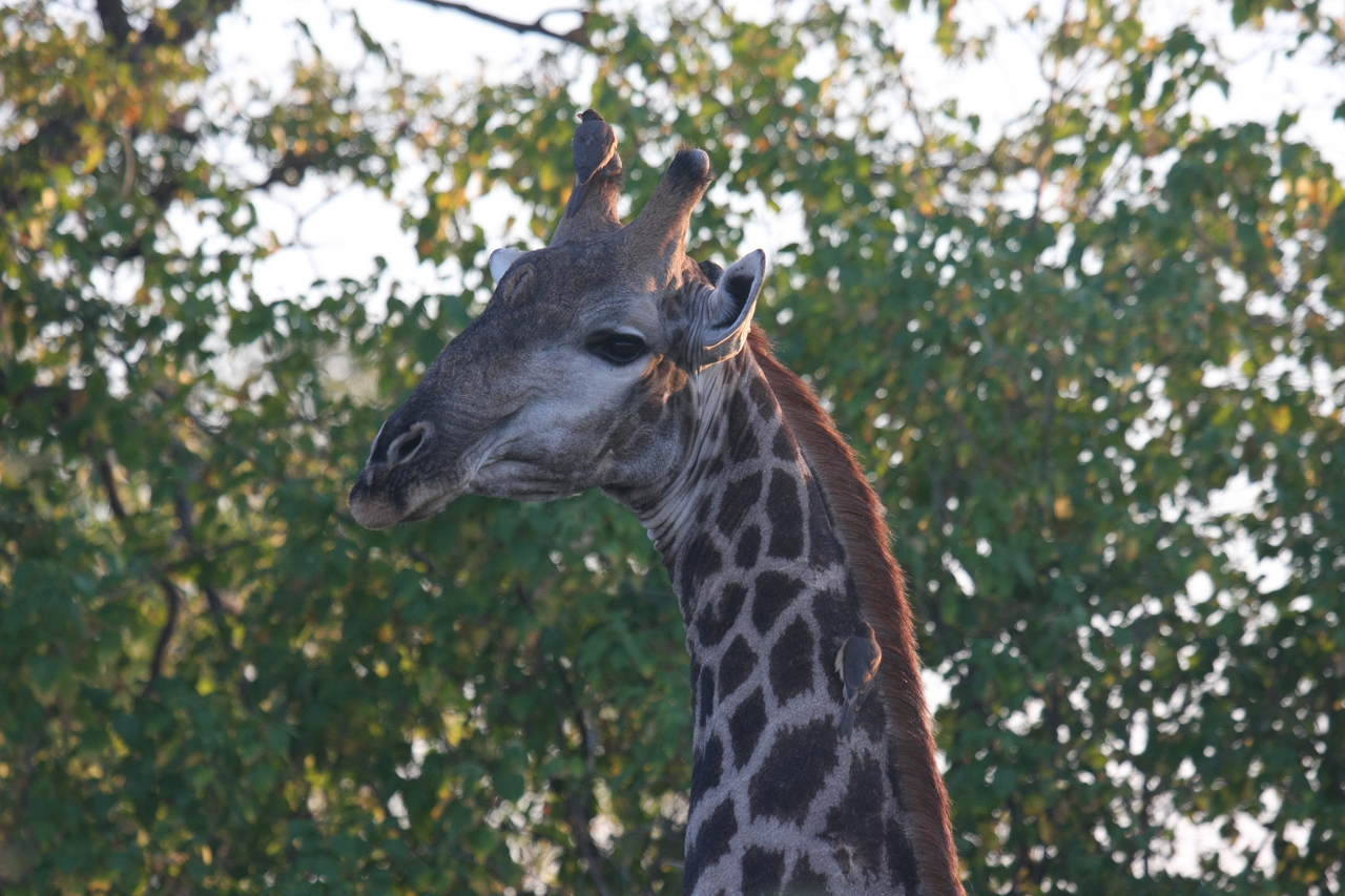 [22520] 2016_06_30_01_22_32_Africa_Canon_EOS_40D_IMG__00247.jpg