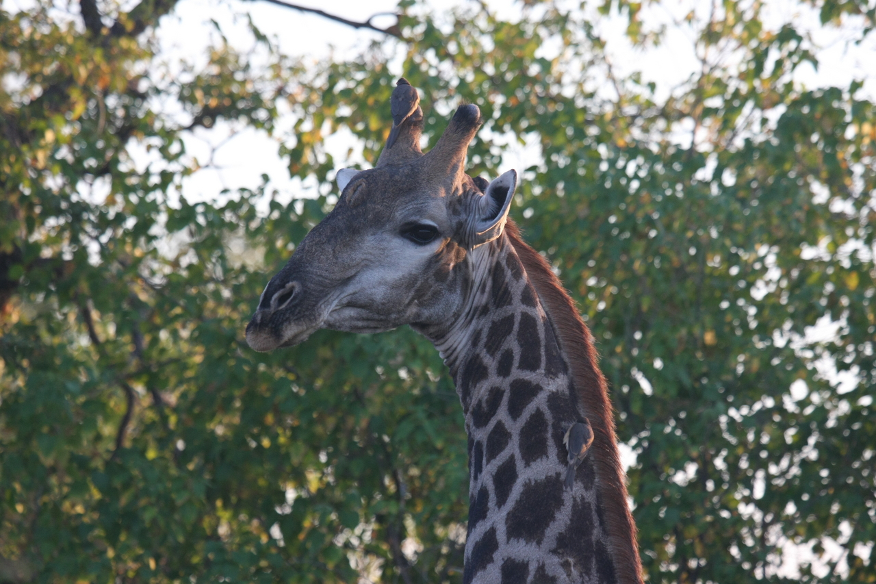 [22524] 2016_06_30_01_22_32_Africa_Canon_EOS_40D_IMG__11398.jpg