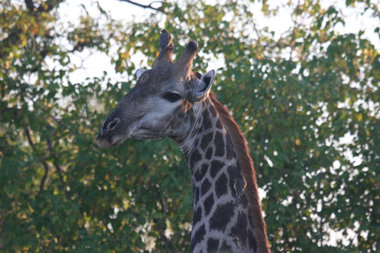 [22529] 2016_06_30_01_22_33_Africa_Canon_EOS_40D_IMG__11431.jpg