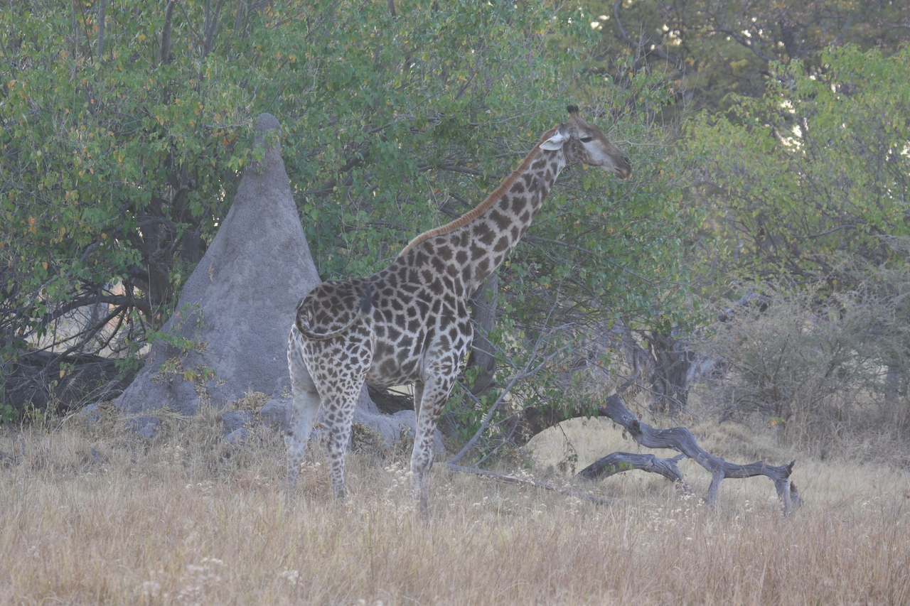 [22532] 2016_06_30_01_22_51_Africa_Canon_EOS_40D_IMG__00291.jpg