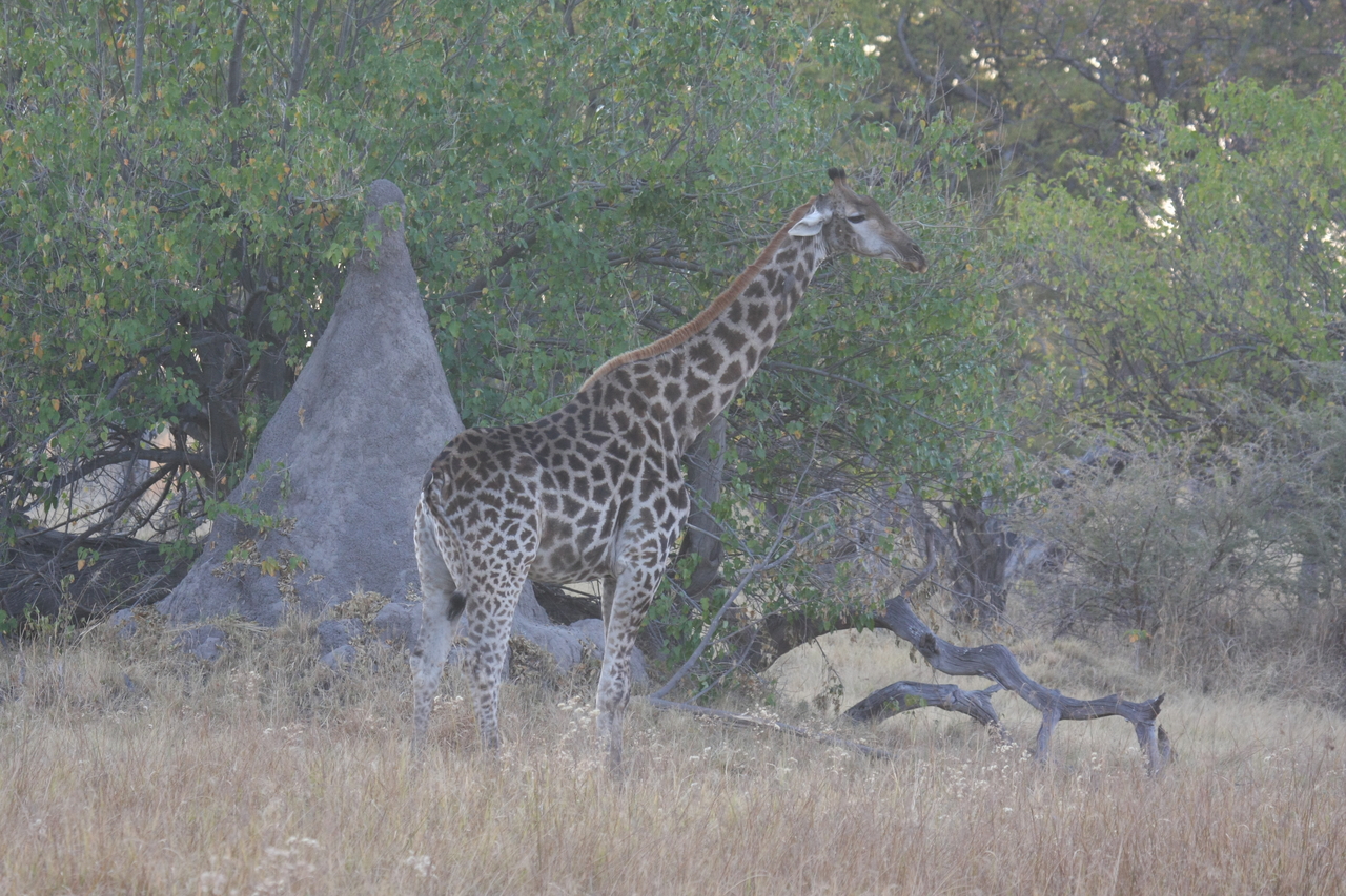[22533] 2016_06_30_01_22_51_Africa_Canon_EOS_40D_IMG__03995.jpg