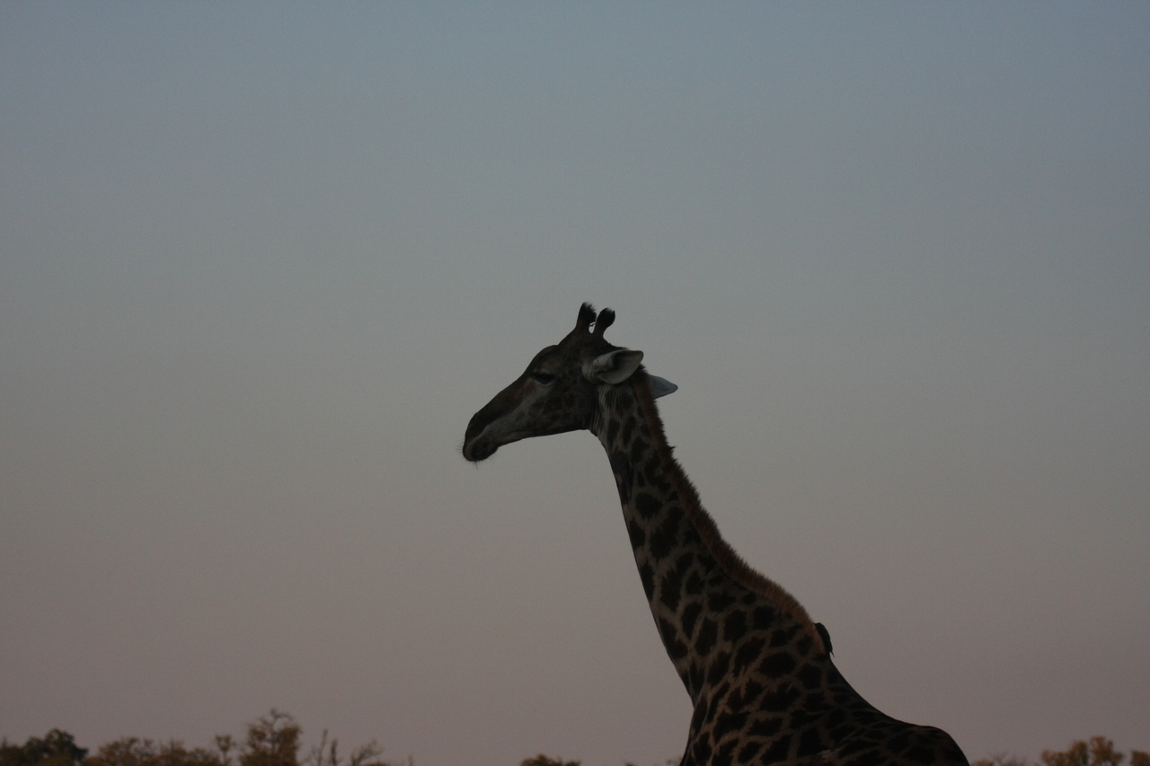 [22541] 2016_06_30_01_26_49_Africa_Canon_EOS_40D_IMG__00324.jpg