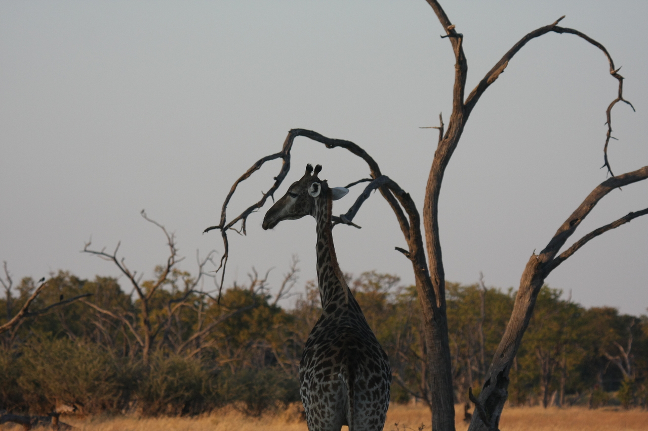 [22567] 2016_06_30_01_27_37_Africa_Canon_EOS_40D_IMG__11564.jpg