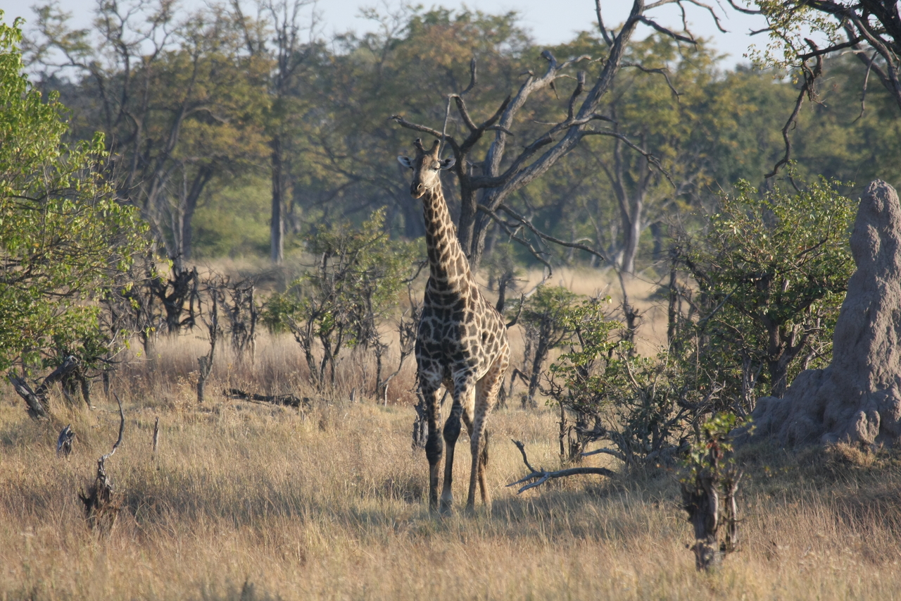 [22682] 2016_06_30_01_51_49_Africa_Canon_EOS_40D_IMG__11886.jpg