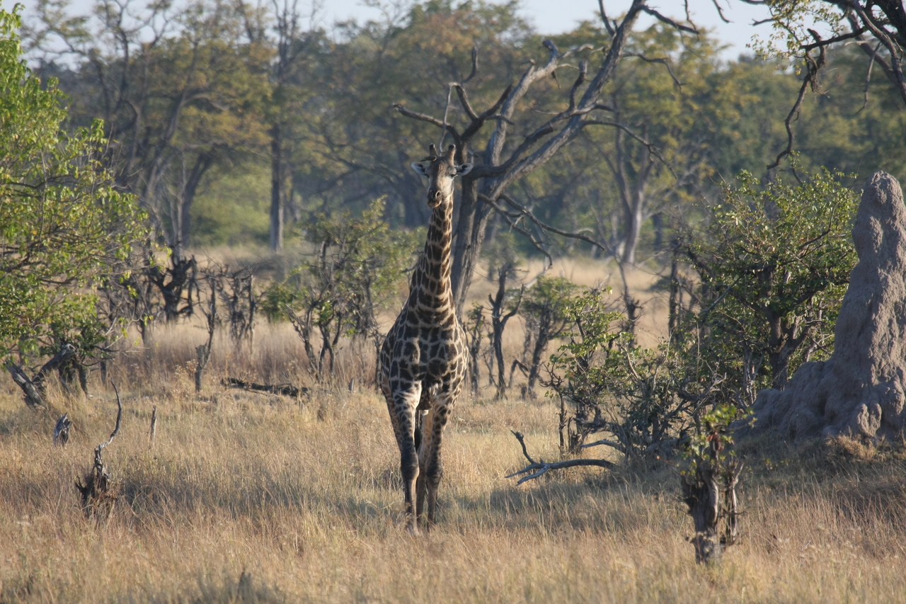 [22685] 2016_06_30_01_51_56_Africa_Canon_EOS_40D_IMG__00746.jpg