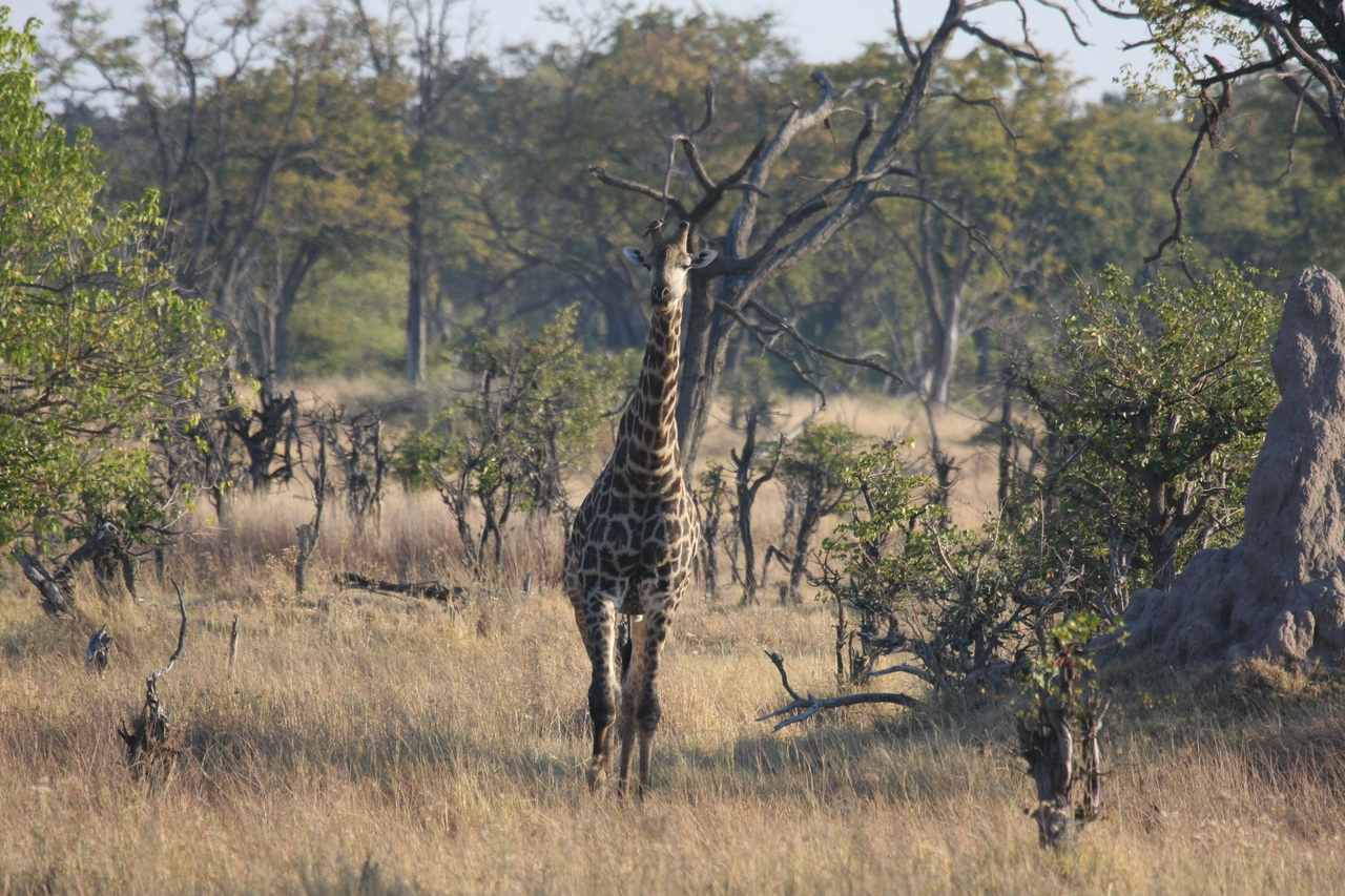 [22687] 2016_06_30_01_51_56_Africa_Canon_EOS_40D_IMG__04461.jpg