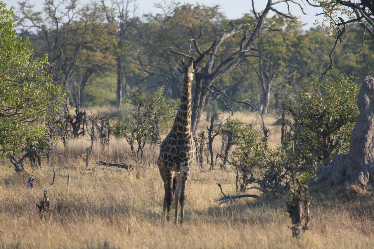 [22689] 2016_06_30_01_51_56_Africa_Canon_EOS_40D_IMG__11897.jpg
