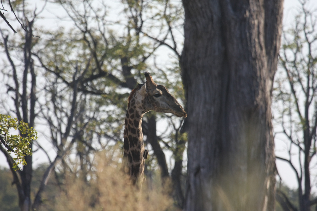 [22701] 2016_06_30_01_54_12_Africa_Canon_EOS_40D_IMG__04483.jpg