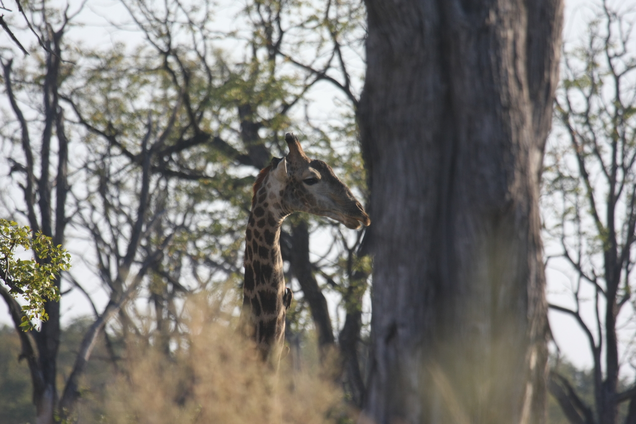 [22705] 2016_06_30_01_54_12_Africa_Canon_EOS_40D_IMG__11941.jpg