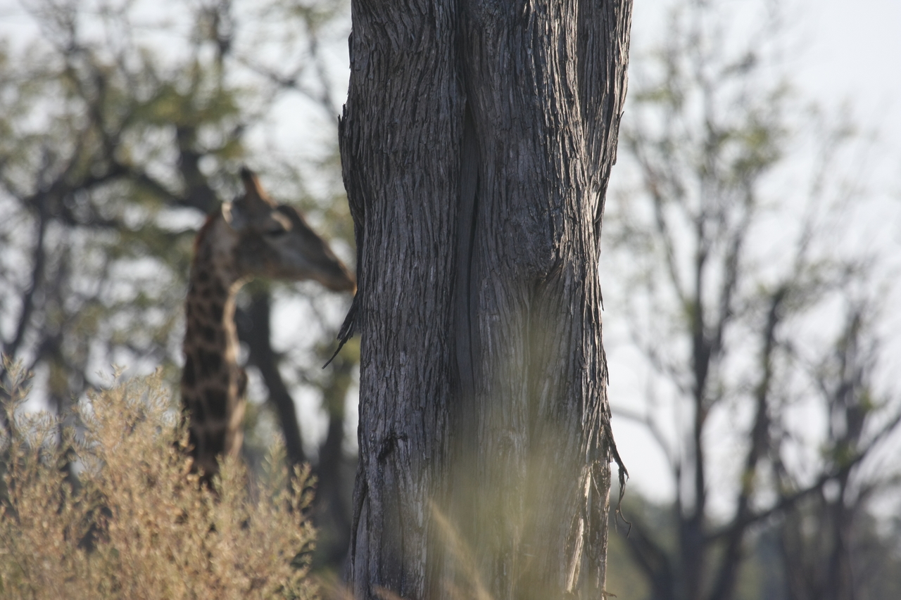 [22708] 2016_06_30_01_54_17_Africa_Canon_EOS_40D_IMG__00799.jpg