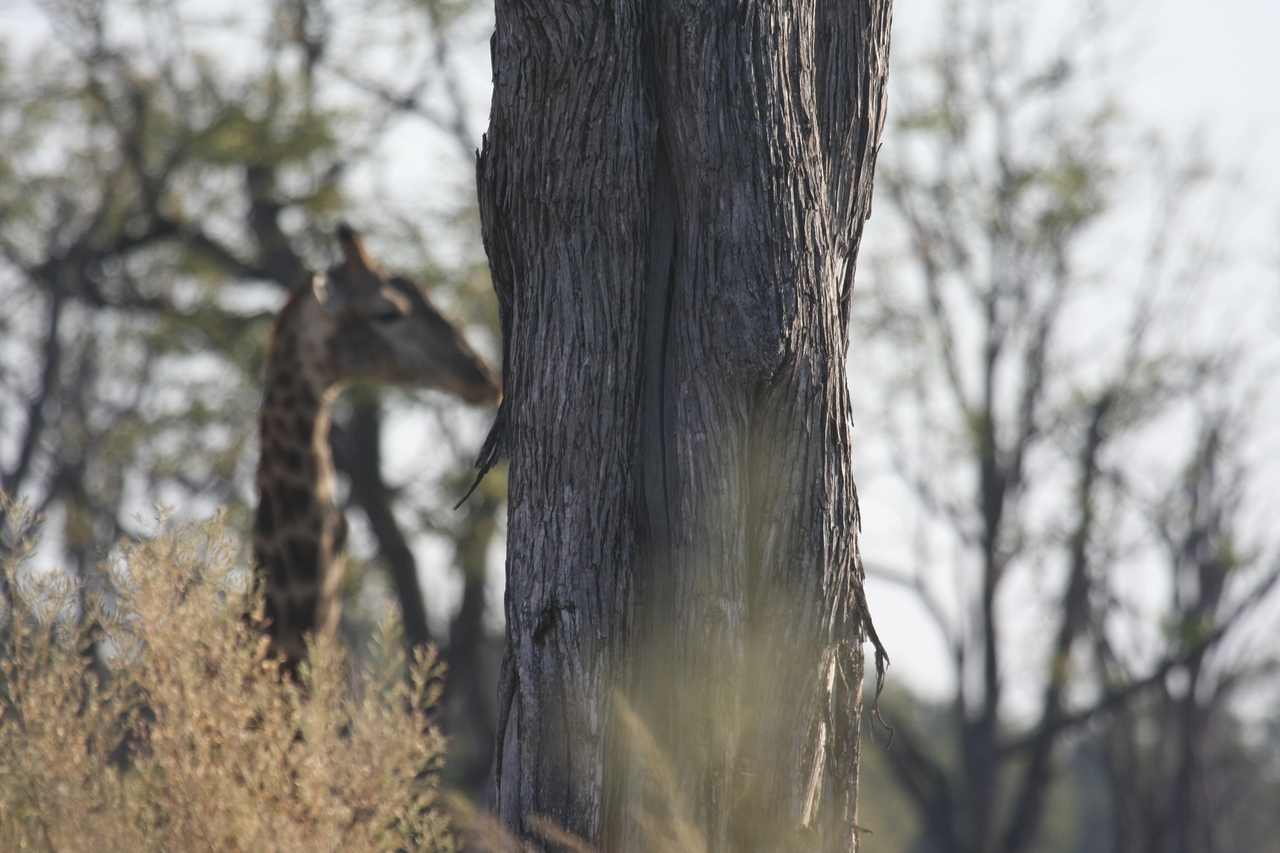 [22712] 2016_06_30_01_54_17_Africa_Canon_EOS_40D_IMG__04526.jpg