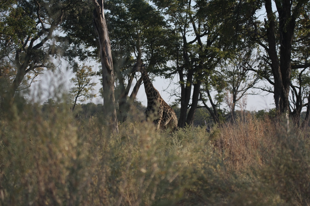 [22726] 2016_06_30_01_54_49_Africa_Canon_EOS_40D_IMG__04528.jpg