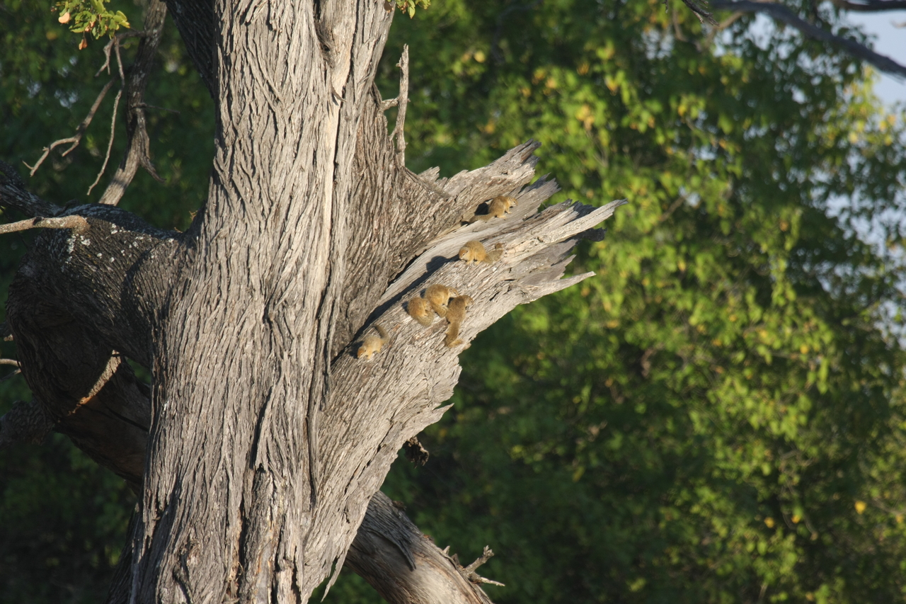 [22732] 2016_06_30_01_55_21_Africa_Canon_EOS_40D_IMG__00805.jpg