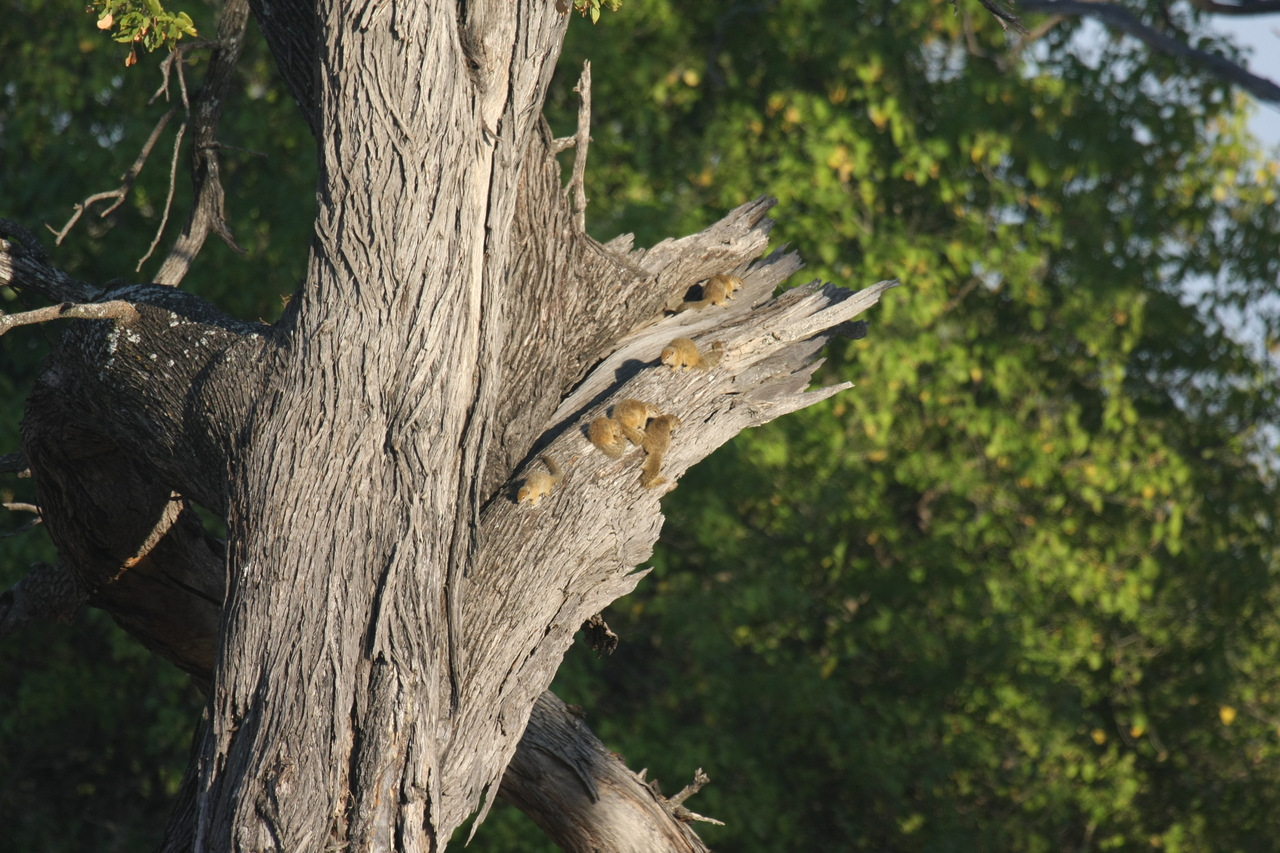 [22737] 2016_06_30_01_55_21_Africa_Canon_EOS_40D_IMG__11977.jpg