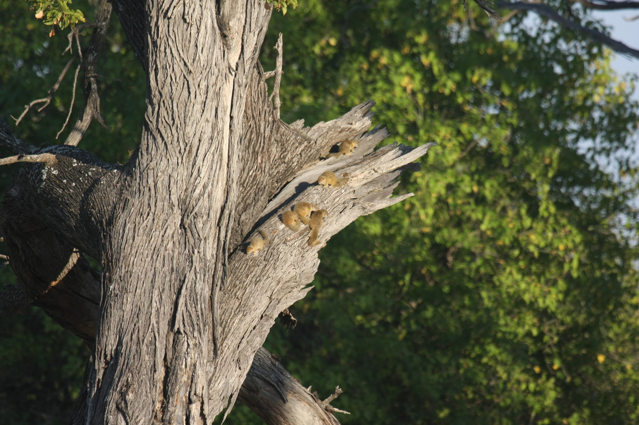 [22739] 2016_06_30_01_55_21_Africa_Canon_EOS_40D_IMG__11979.jpg