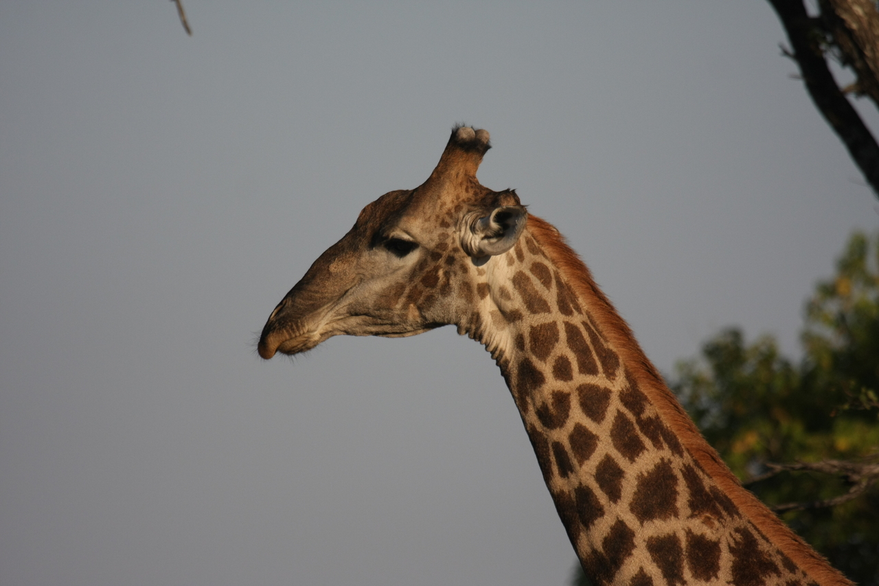 [22760] 2016_06_30_01_56_07_Africa_Canon_EOS_40D_IMG__11987.jpg