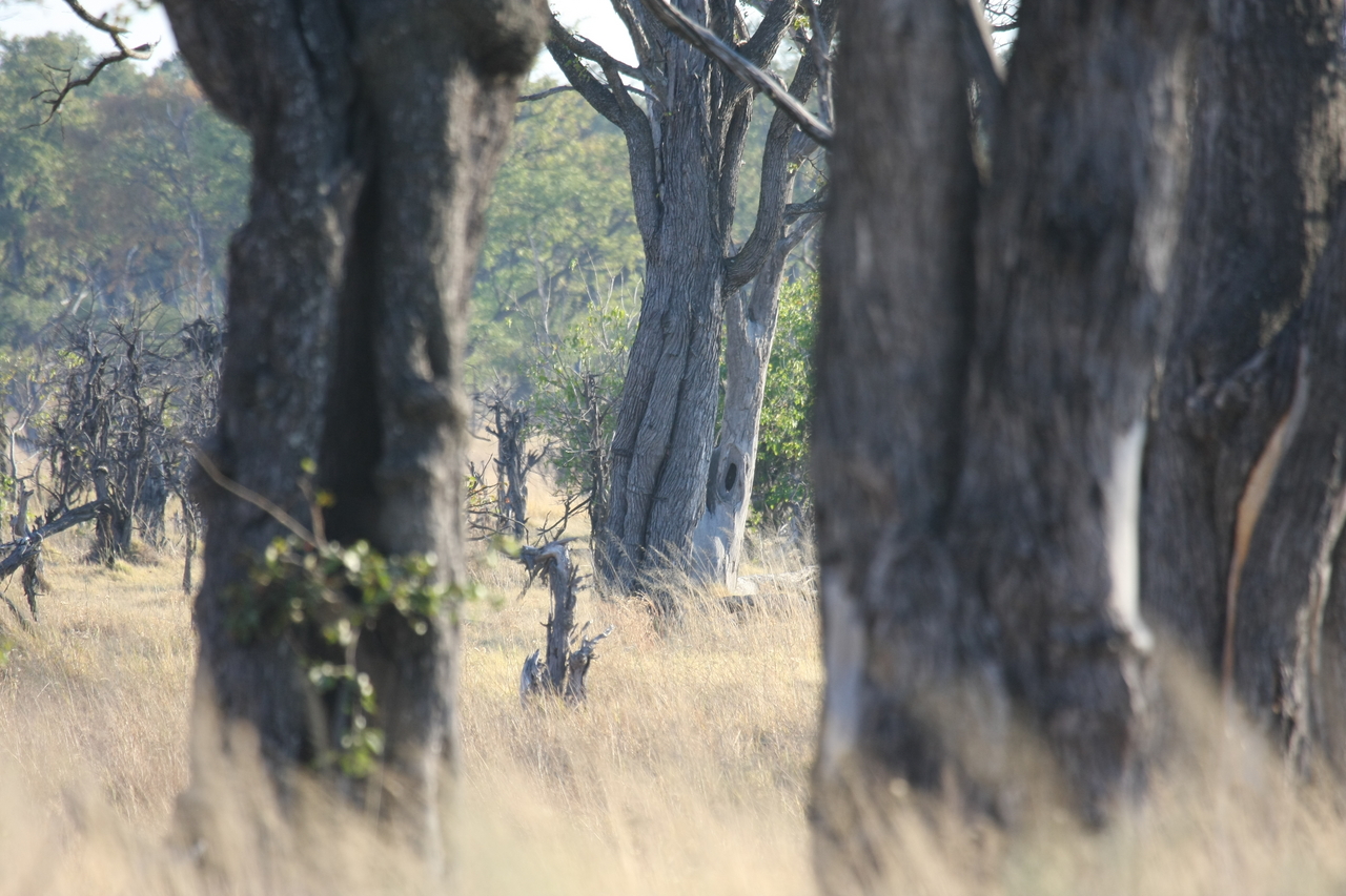 [22791] 2016_06_30_01_57_55_Africa_Canon_EOS_40D_IMG__03730.jpg