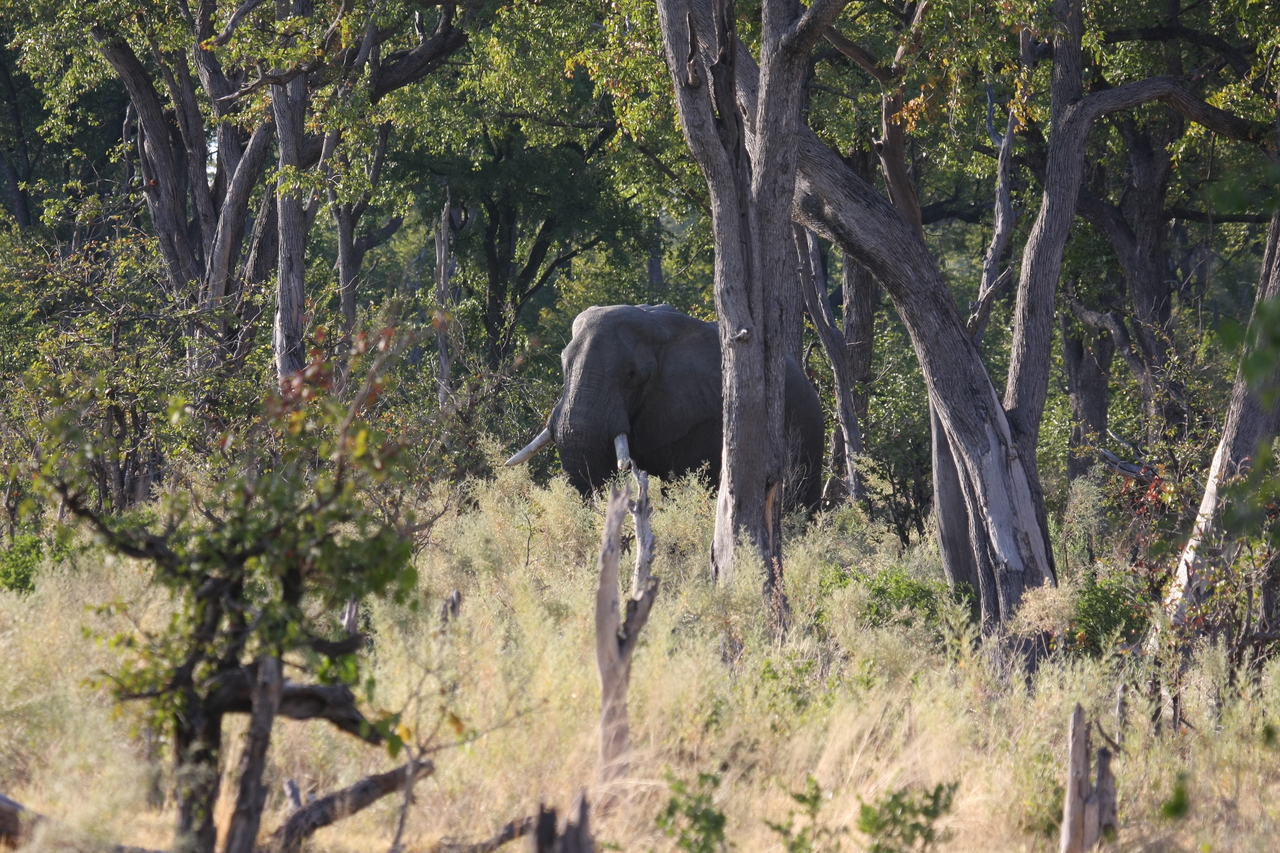 [22811] 2016_06_30_02_07_39_Africa_Canon_EOS_40D_IMG__03732.jpg