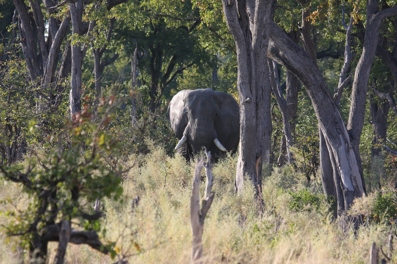 [22814] 2016_06_30_02_07_42_Africa_Canon_EOS_40D_IMG__00008.jpg
