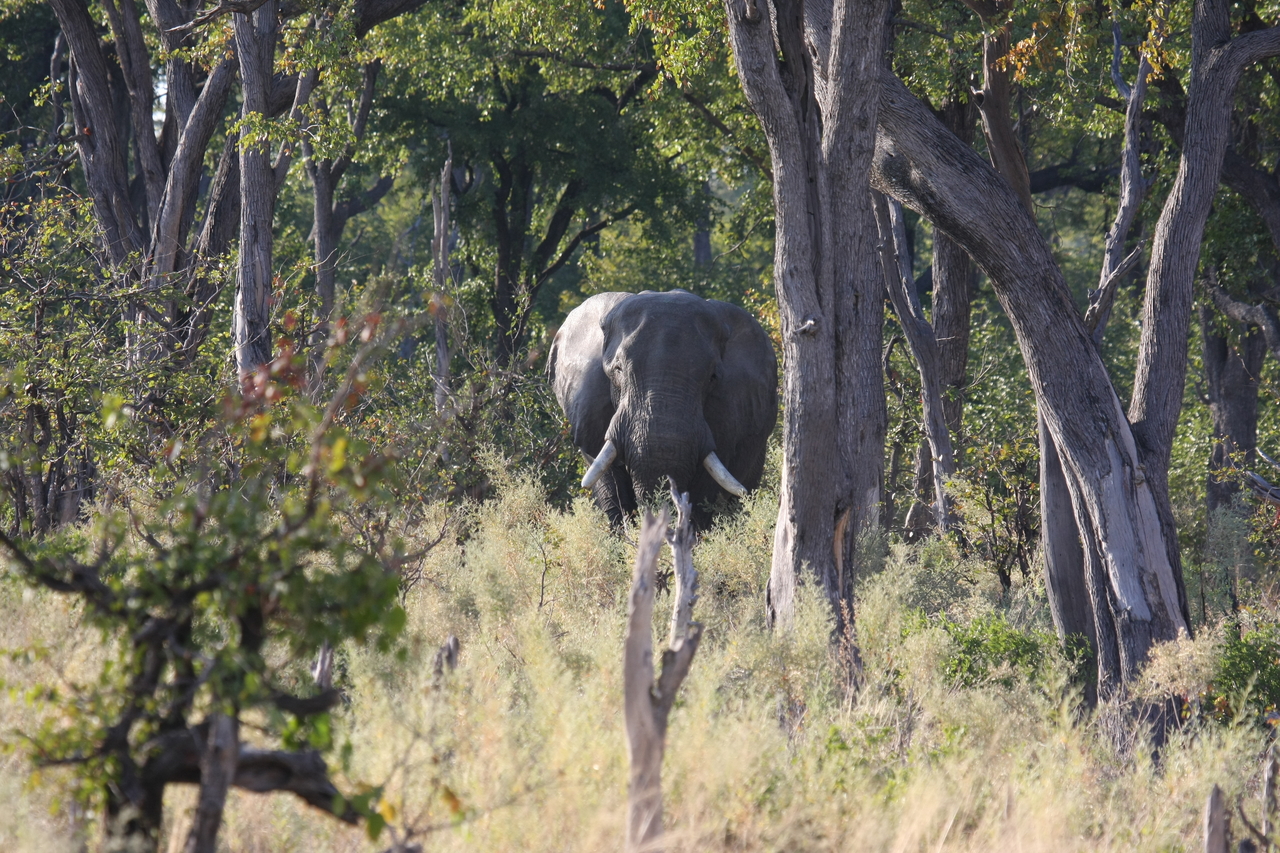 [22818] 2016_06_30_02_07_42_Africa_Canon_EOS_40D_IMG__03735.jpg