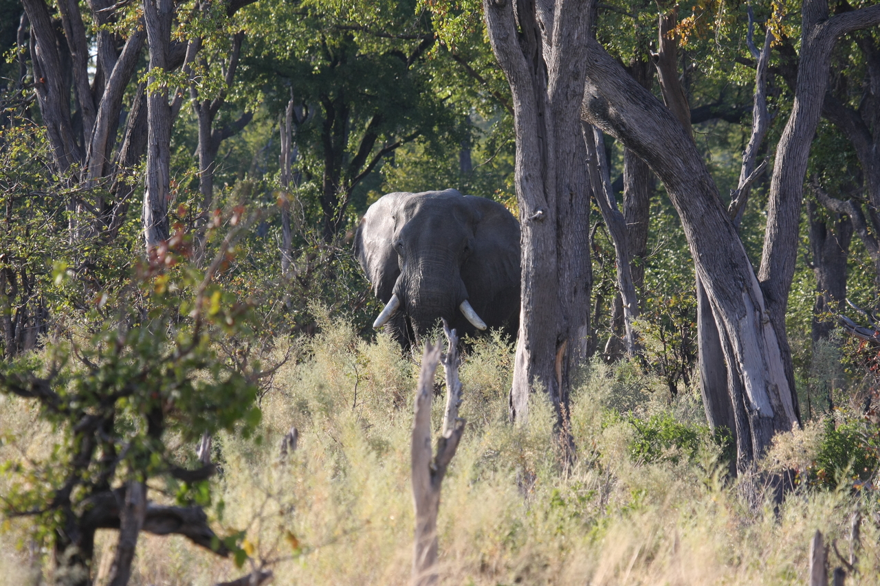 [22819] 2016_06_30_02_07_42_Africa_Canon_EOS_40D_IMG__11180.jpg